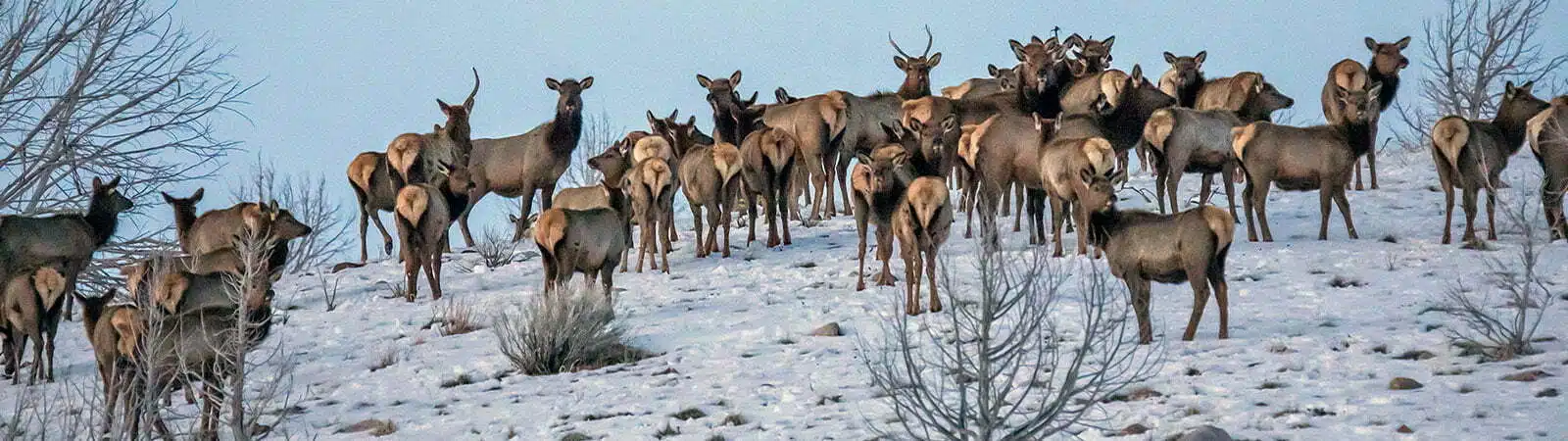 Elk - Utah