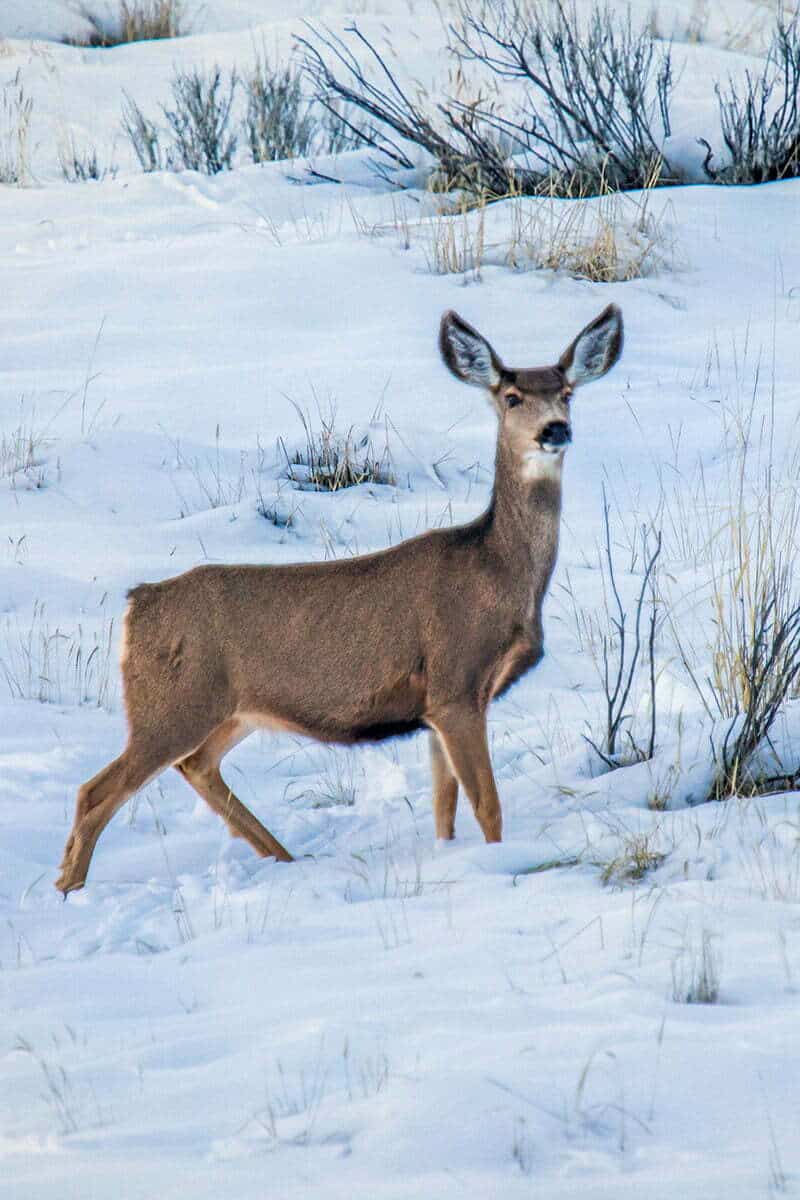 Mule Deer - Utah