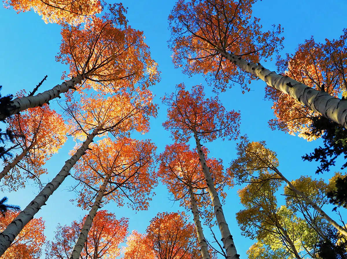 Fall Colors Utah