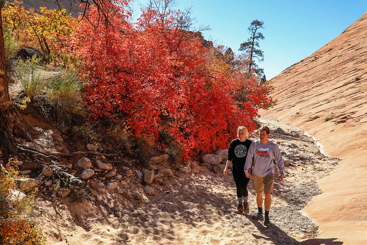 Zion Fall Colors