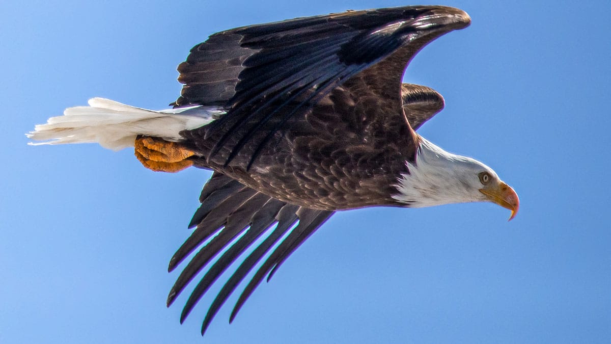 Bald Eagle photography - flying in Utah