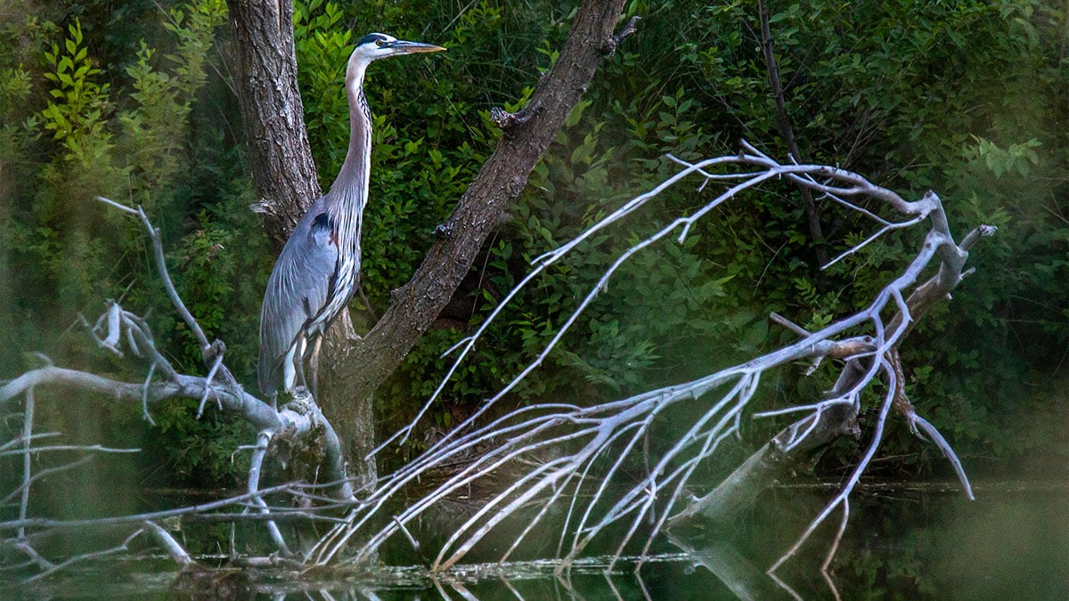 Blue Heron bird in Utah.