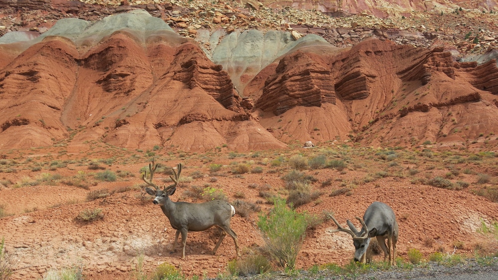 Capitol Reef Wildlife