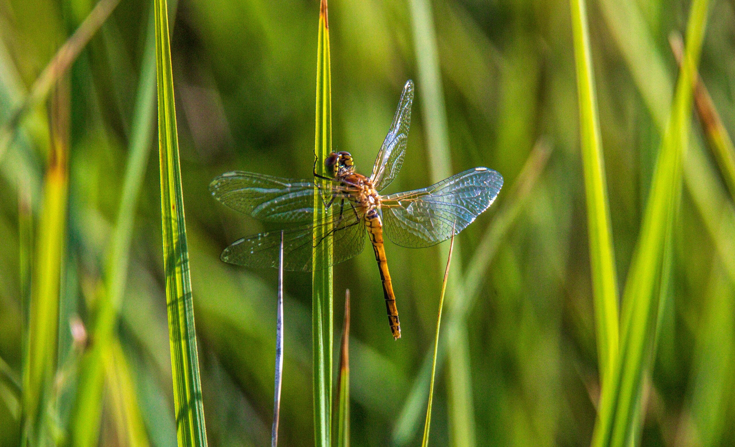 Dragonfly - Wildlife - Insect