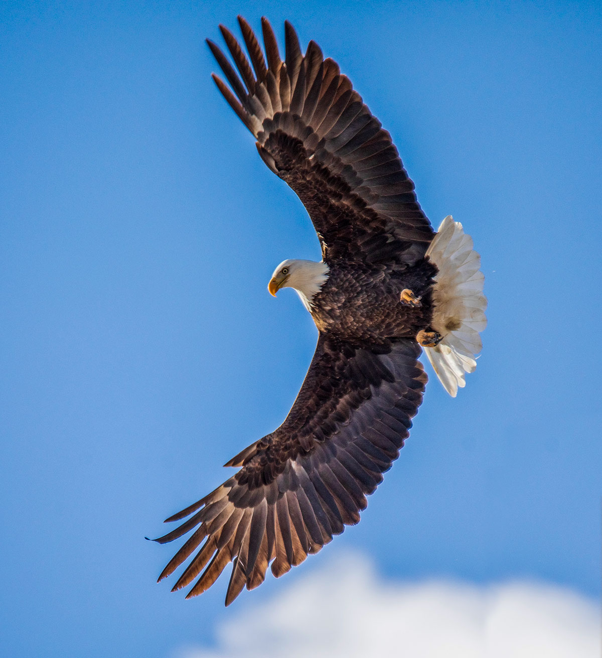Bald Eagle - Utah - winter