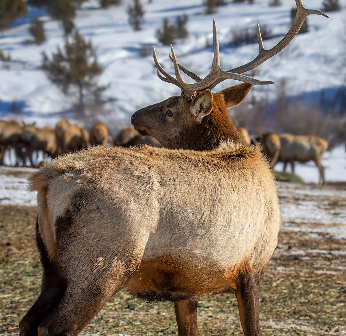 Elk