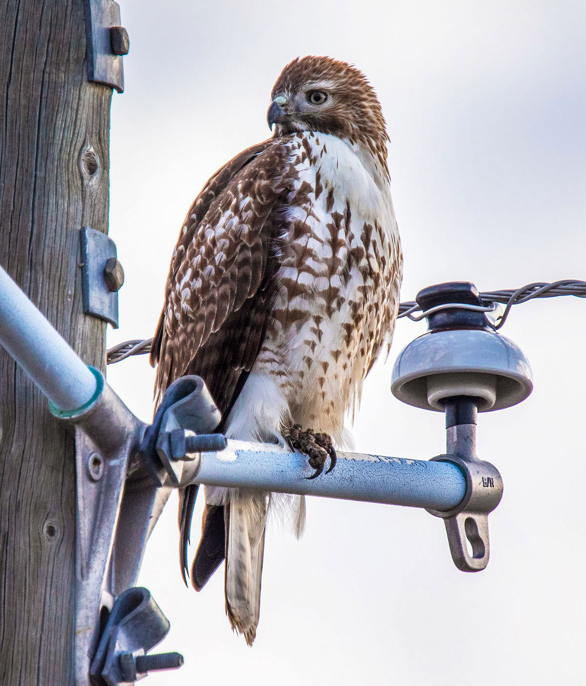 Hawk