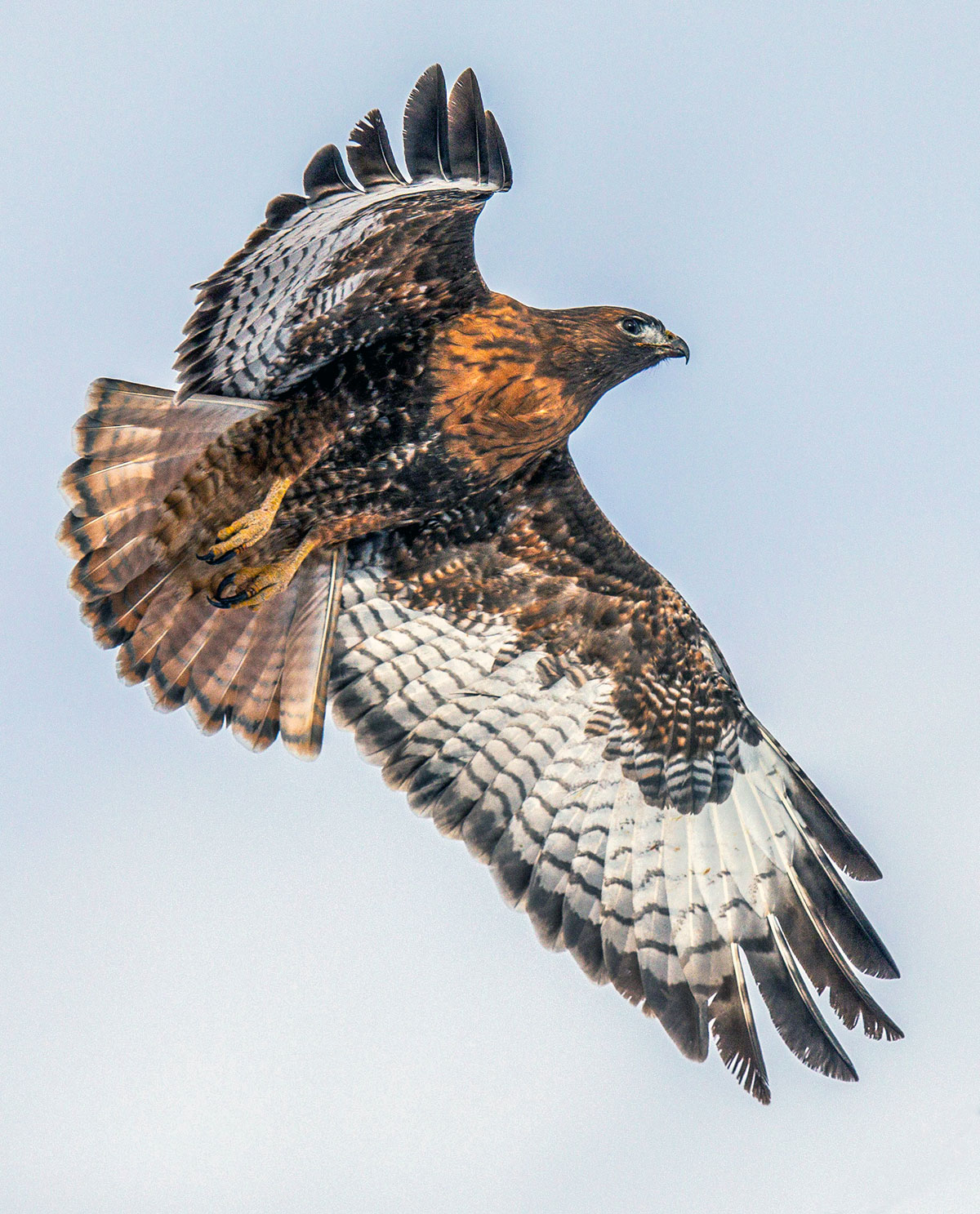 Red Tailed Hawk