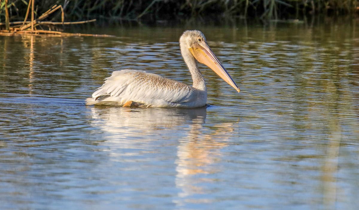 White Pelican - Utah Migration