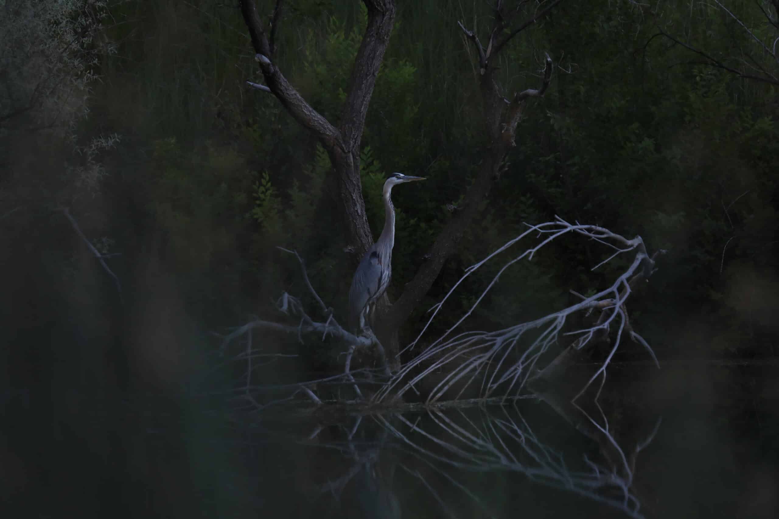 Great blue heron standing on a branch over water in a dark, wooded area