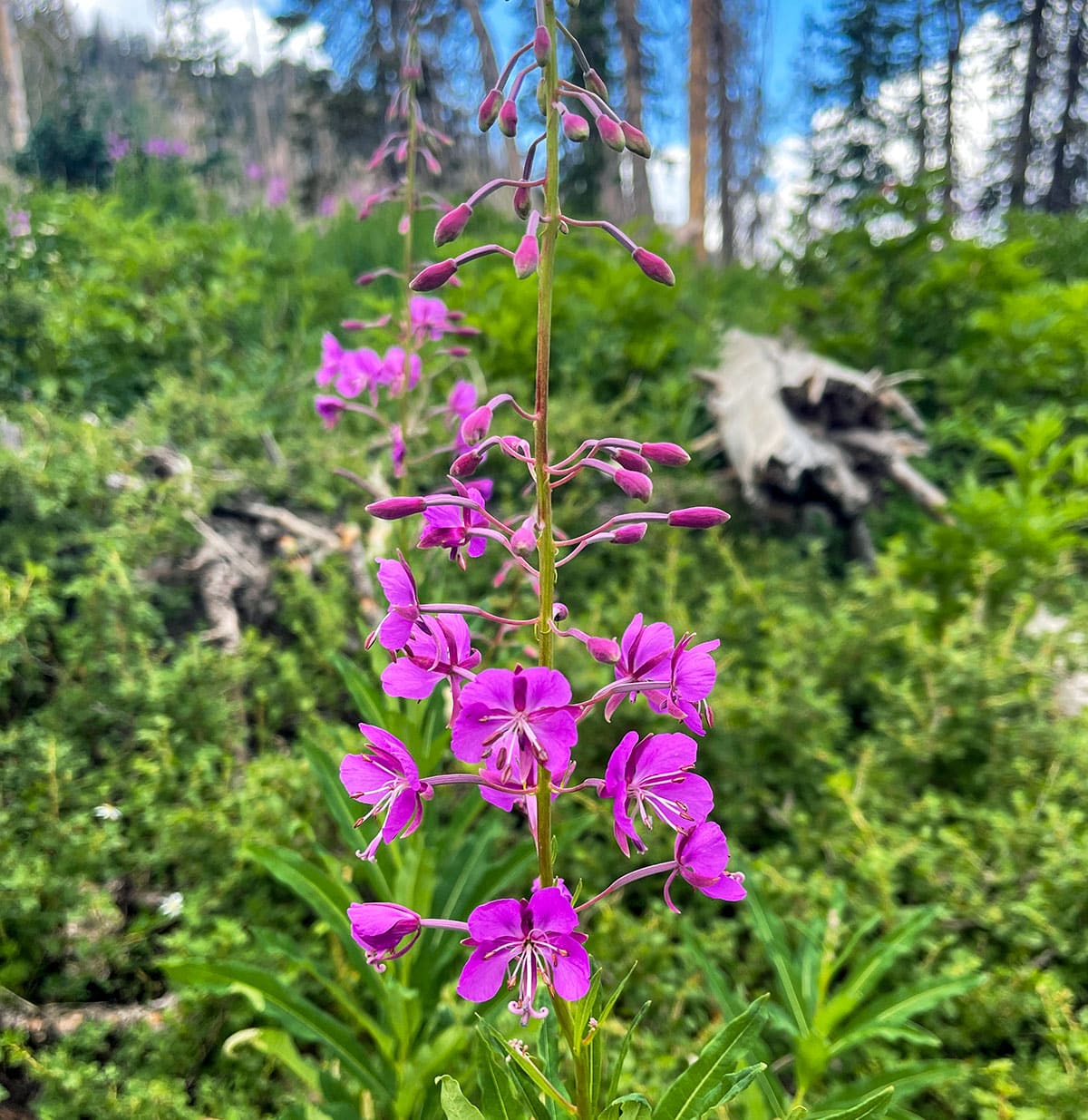Wildflowers blooming on Mount Nebo hiking trail in Utah