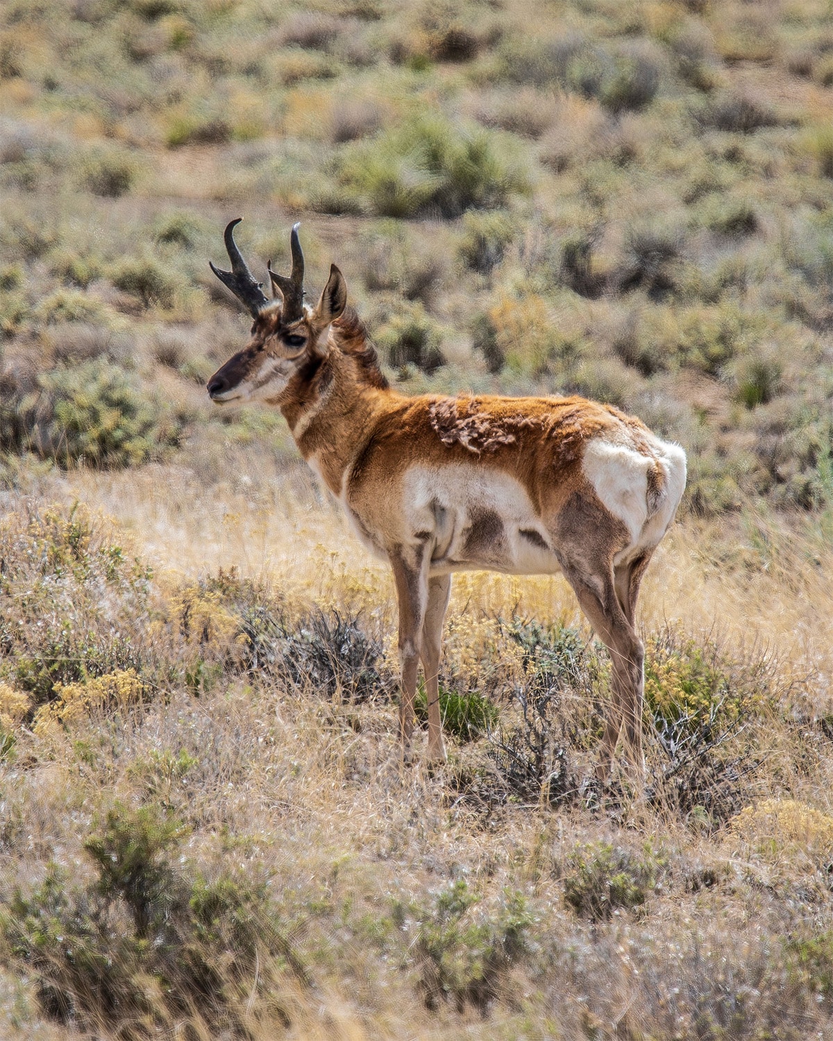 Pronghorn antelope in San Rafael Swell, Utah