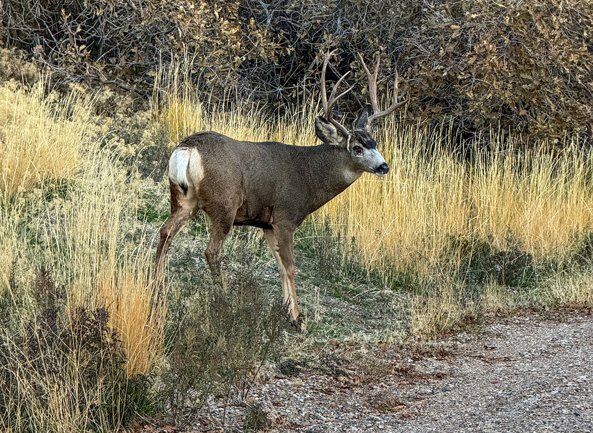 Wildlife exhibit at This is the Place Heritage State Park in Utah
