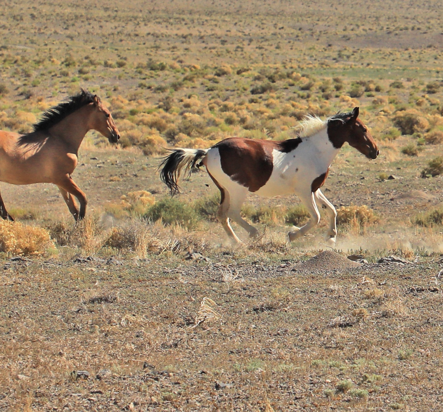 Wild horses in Utah