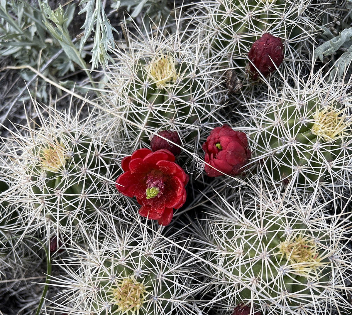 Cactus Flowers Paul-Bunyans Woodpile