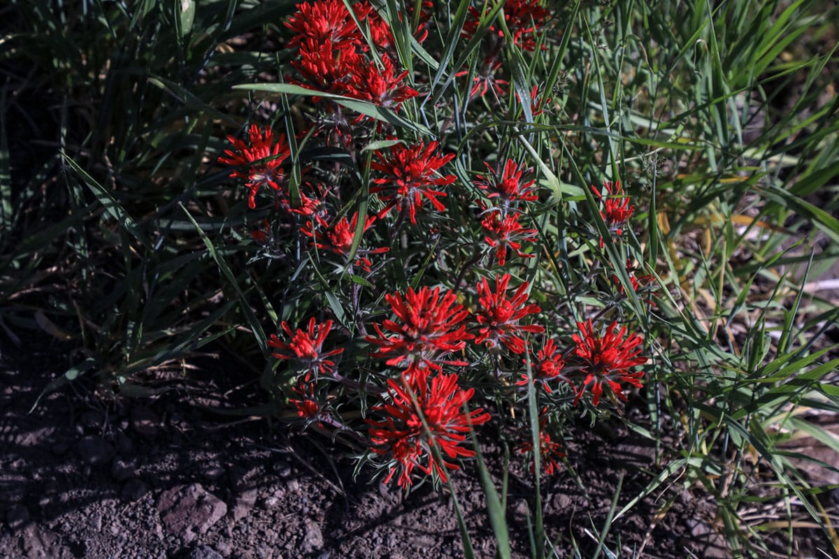Flowers Paul Bunyans Woodpile Utah